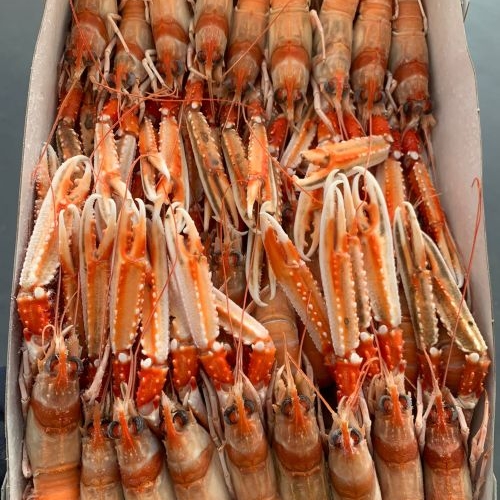 SCAMPI IRL. 10/15 3X3 C/BORDO